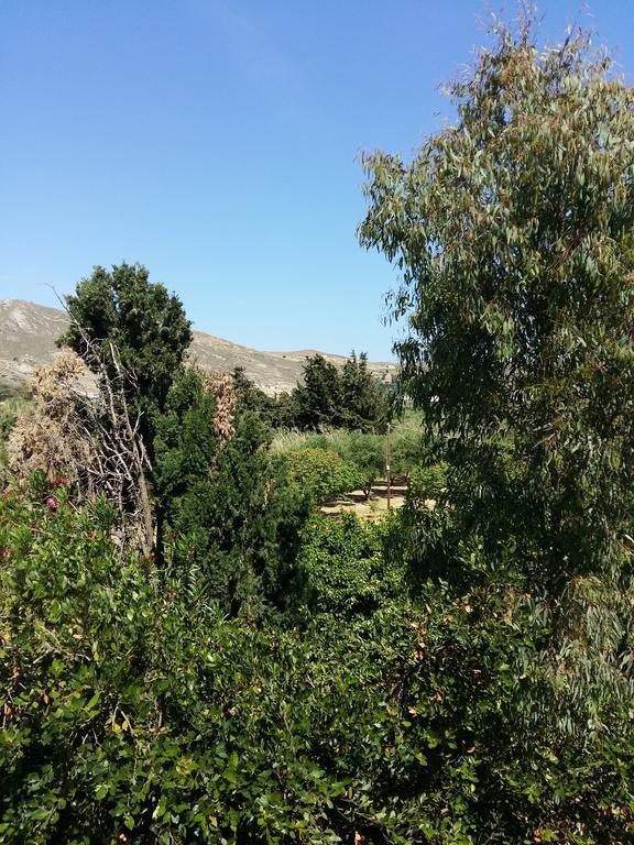 Naxos Olive & Home Εγκαρές Εξωτερικό φωτογραφία