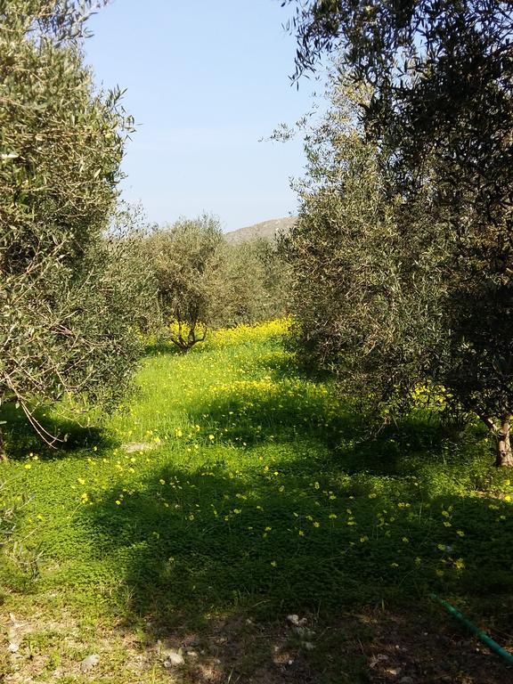 Naxos Olive & Home Εγκαρές Εξωτερικό φωτογραφία