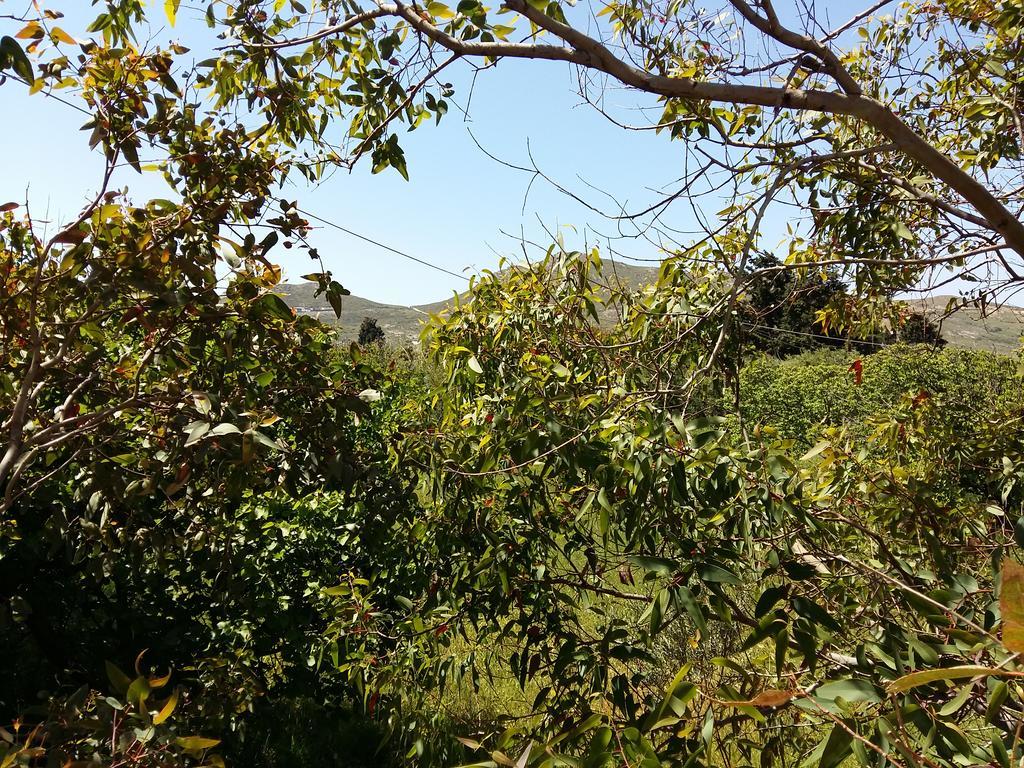 Naxos Olive & Home Εγκαρές Εξωτερικό φωτογραφία