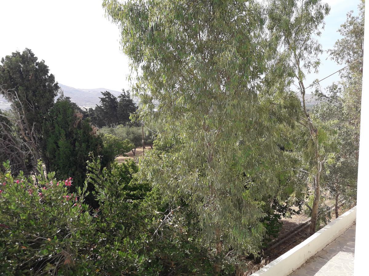 Naxos Olive & Home Εγκαρές Εξωτερικό φωτογραφία